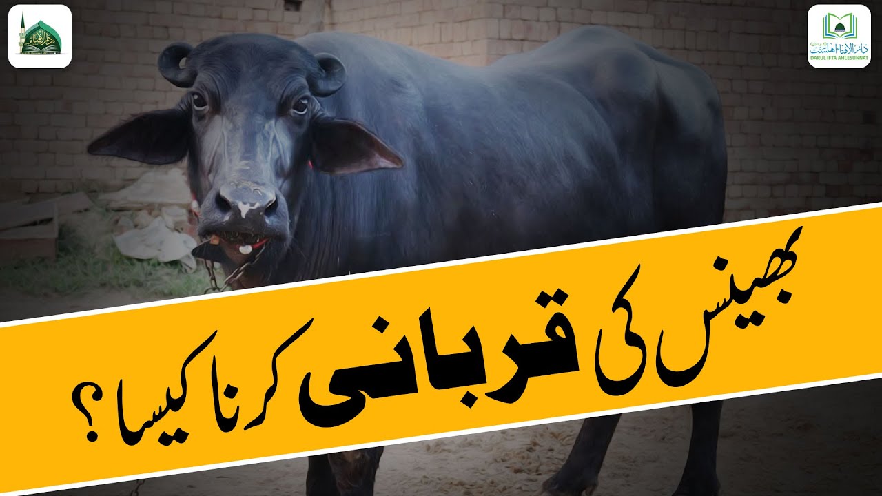 Bhains Ki Qurbani Karna Kaisa?